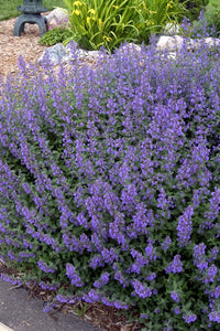 Nepeta Walker's Low (Catmint)