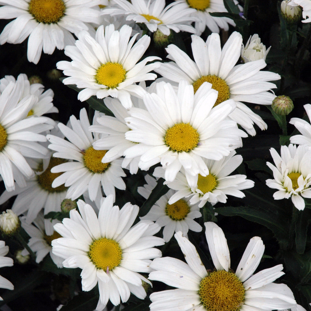 Shasta Daisy