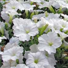 Load image into Gallery viewer, Wave Petunias
